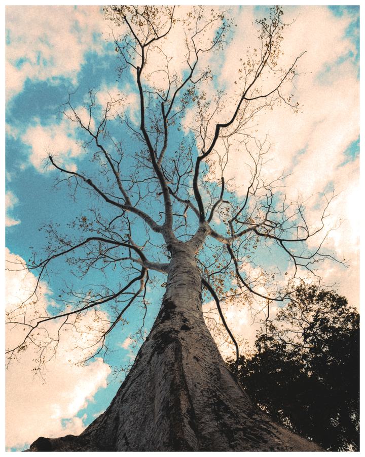Photograph by Léo Barcet, Cambodia